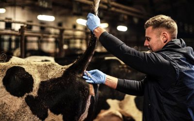 Pregnancy Determination (PD) – Ensuring Successful Breeding