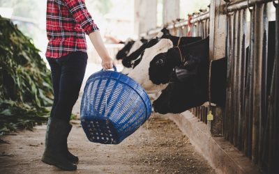 Hormonal Synchronization Programs – Optimizing Breeding Cycles